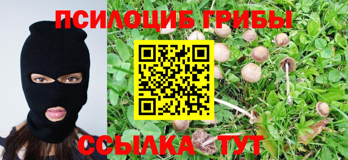 Псилоцибиновые грибы Cubensis Тейково